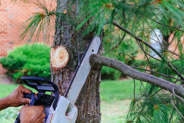 Emergency Storm Tree Removal in Shreveport, LA